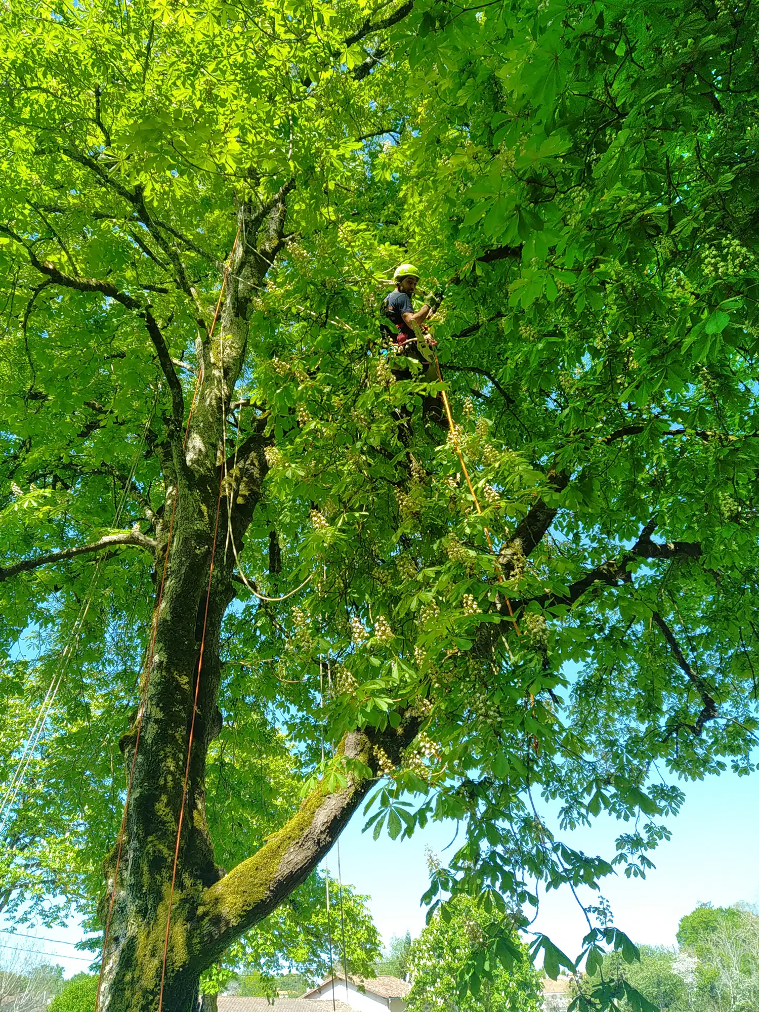 Haubanage d' arbres à Beauvoir-sur-Niort et Niort 